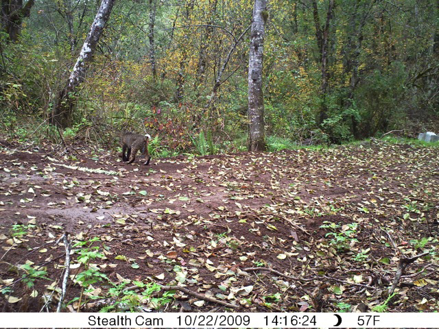 Bob Cat in Corbett