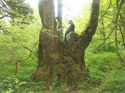 magictree