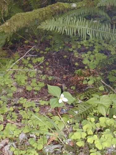 trillium